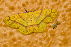 Periclina syctaria