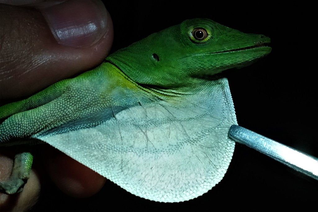 Lemon Anole