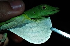 Anolis limon