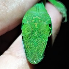 Anolis limon