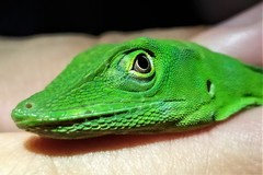 Anolis limon