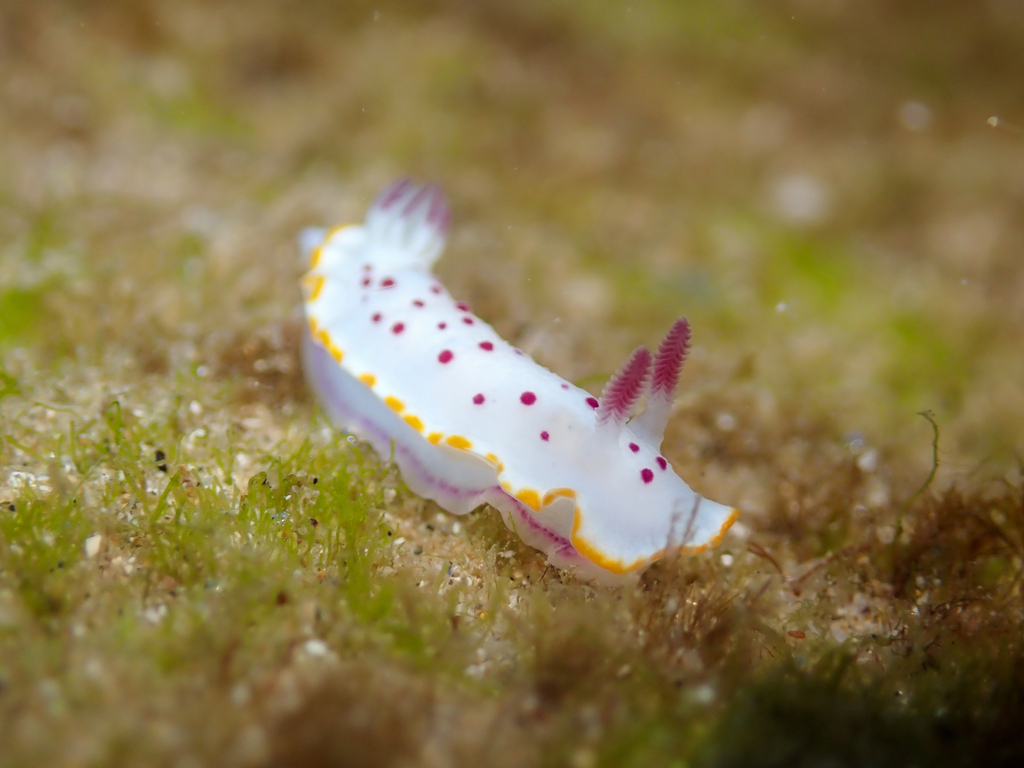 Mexichromis festiva