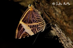 Colobura dirce dirce