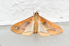 Diaphania fumosalis
