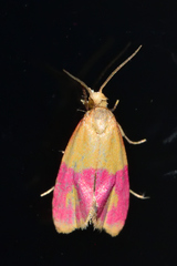 Cochylis rosaria