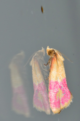Cochylis rosaria