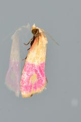 Cochylis rosaria