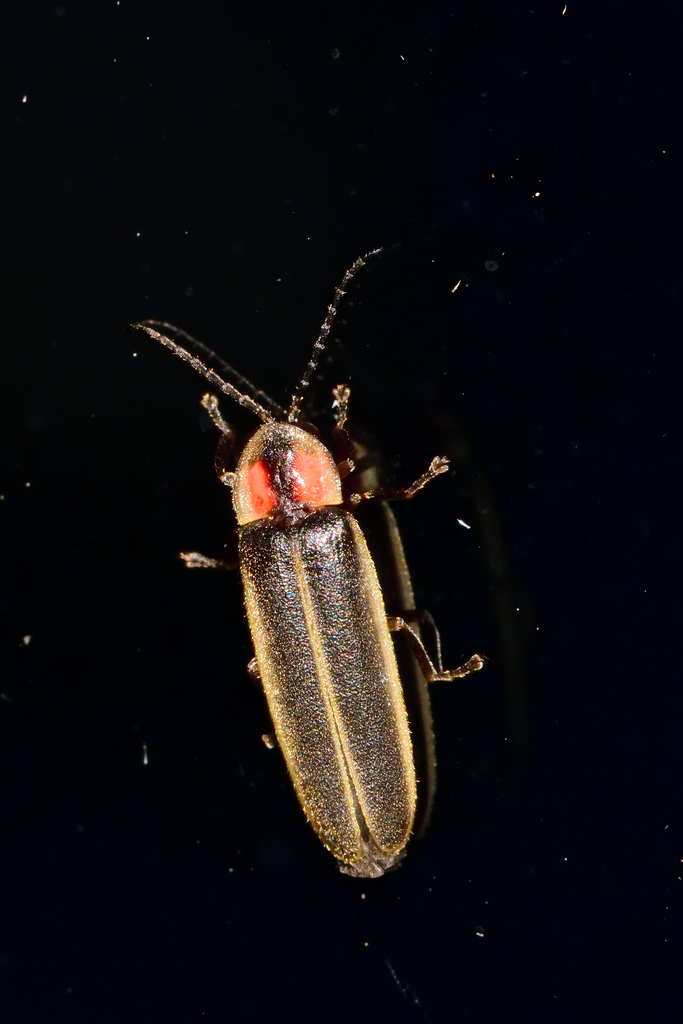 Photinus anisodrilus