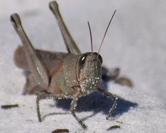 Schistocerca rubiginosa