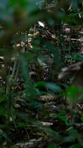 White-bibbed Antbird (Myrmoderus loricatus), photo 7