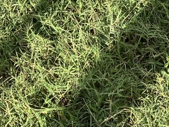 Poa interior