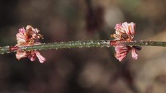 Eriogonum gracile gracile