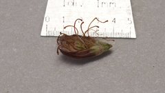 Eriogonum gracile gracile