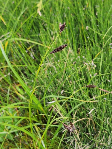 Ice sedge (Carex frigida)