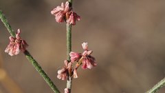 Eriogonum gracile gracile