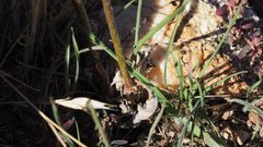 Eriogonum gracile gracile