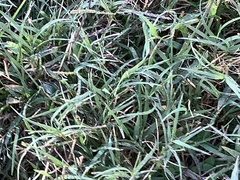 Poa interior