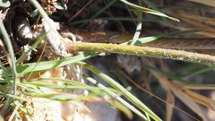 Eriogonum gracile gracile