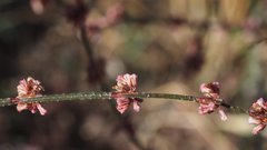 Eriogonum gracile gracile