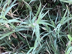 Poa interior