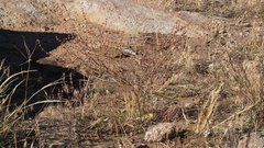 Eriogonum gracile gracile