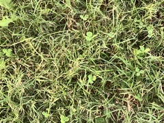 Poa interior