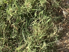 Poa interior