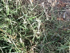 Poa interior