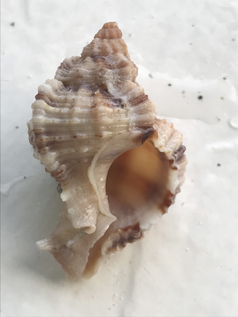 Apple Murex (North carolina marine molluscs) · iNaturalist