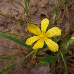 Sisyrinchieae
