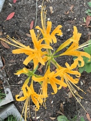 Lycoris