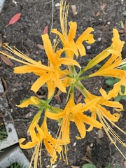 Lycoris