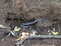 Sistrurus miliarius streckeri