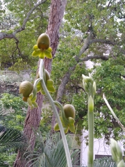 Catasetum ochraceum