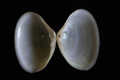 Mactrotoma antecedens