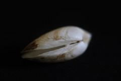 Mactrotoma antecedens