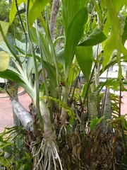 Catasetum ochraceum