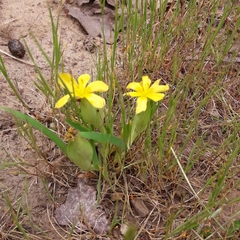 Sisyrinchieae