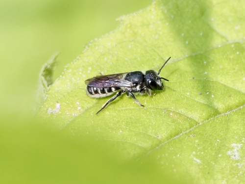 Bellflower Resin Bee photo 4