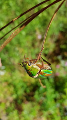 Chrysina
