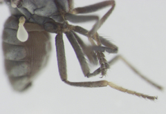 Nostima negramaculata