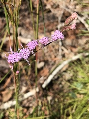 Liatris elegantula