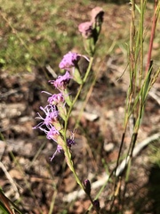 Liatris elegantula