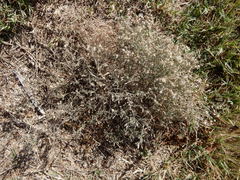 Erigeron divaricatus