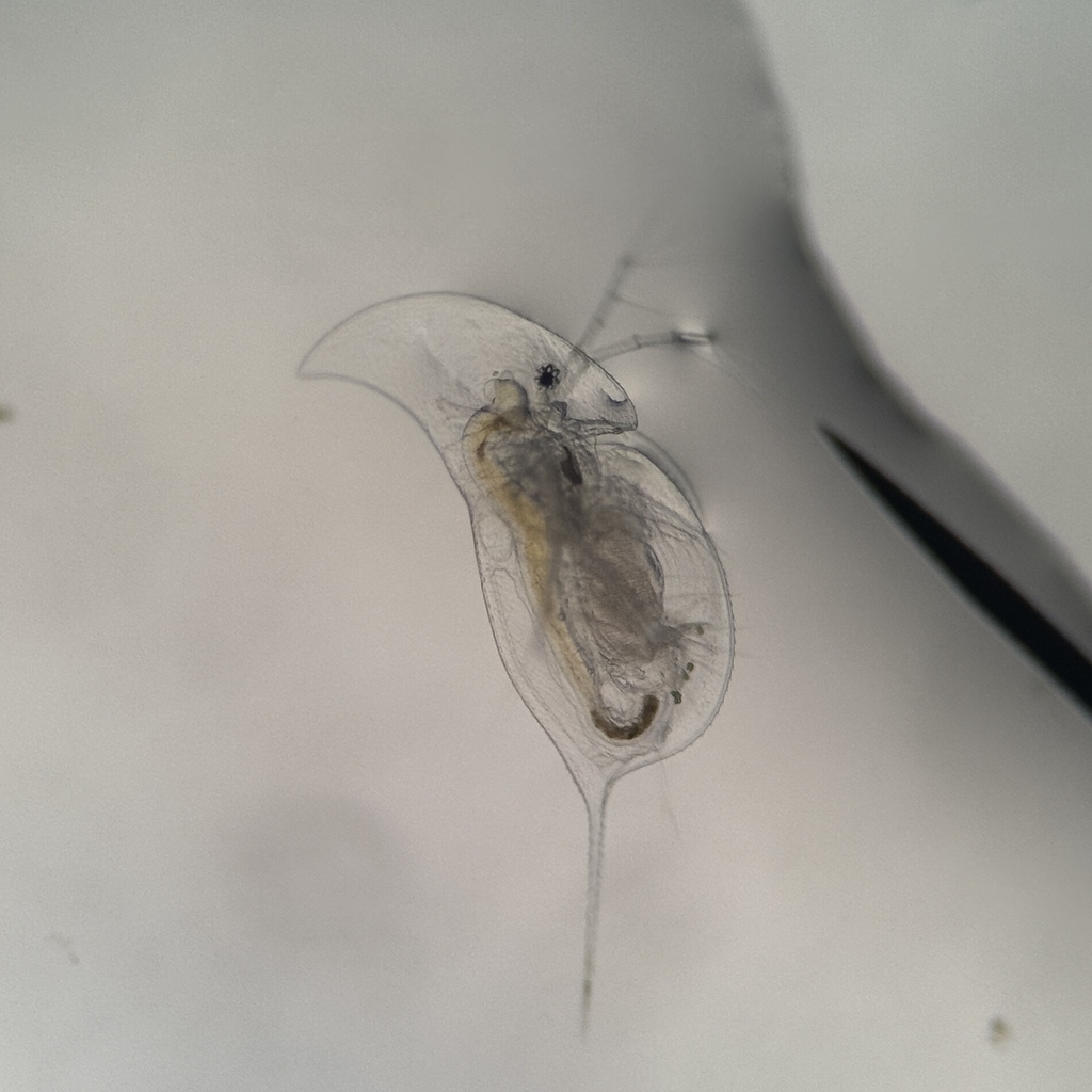 Daphnia retrocurva