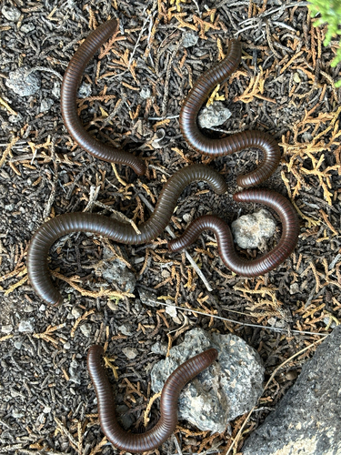 Desert Millipede photo 5