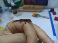 Sphaerodactylus glaucus