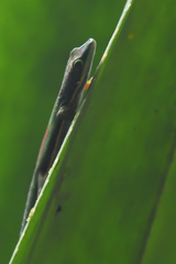 Phelsuma lineata