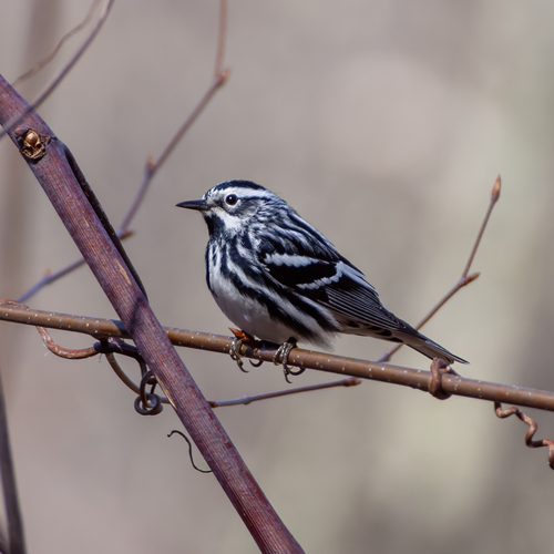 Reinita trepadora (Mniotilta varia)