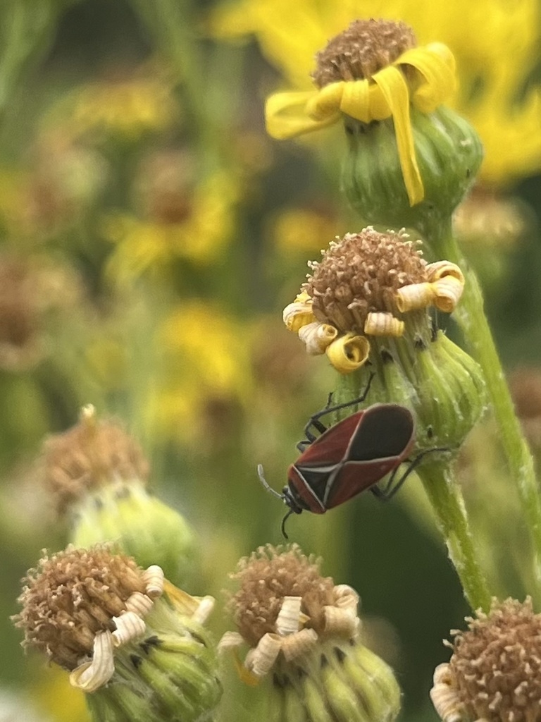 White-crossed Seed Bug from Oakwood Ave S, Seattle, WA, US on July 31 ...